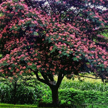 Load image into Gallery viewer, Mimosa Tree Seeds