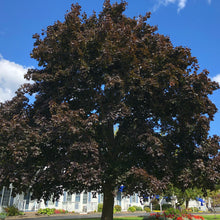 Load image into Gallery viewer, Crimson King Norway Maple Tree Seeds