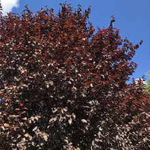 Load image into Gallery viewer, Crimson King Norway Maple Tree Seeds