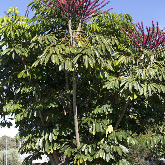woolly umbrella plant seeds Umbrella Tree Seeds – SEEDTOPIA