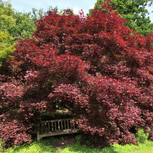 Load image into Gallery viewer, Bloodgood Japanese Maple Tree (Acer Palmatum 'Bloodgood') Seeds