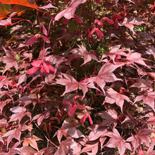 Load image into Gallery viewer, Bloodgood Japanese Maple Tree (Acer Palmatum 'Bloodgood') Seeds