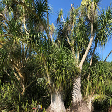 Load image into Gallery viewer, Ponytail Palm Tree Seeds