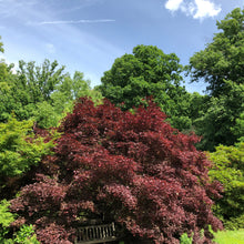 Load image into Gallery viewer, Bloodgood Japanese Maple Tree (Acer Palmatum 'Bloodgood') Seeds