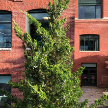 Load image into Gallery viewer, Eastern Red Cedar Tree Seeds