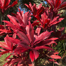 Load image into Gallery viewer, Red Fire Cordyline Ti Plant Seeds