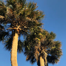 Load image into Gallery viewer, Sabal Palm Tree Seeds