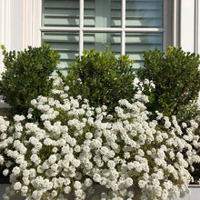 Load image into Gallery viewer, Alyssum "Carpet of Snow" Ornamental Groundcover Seeds