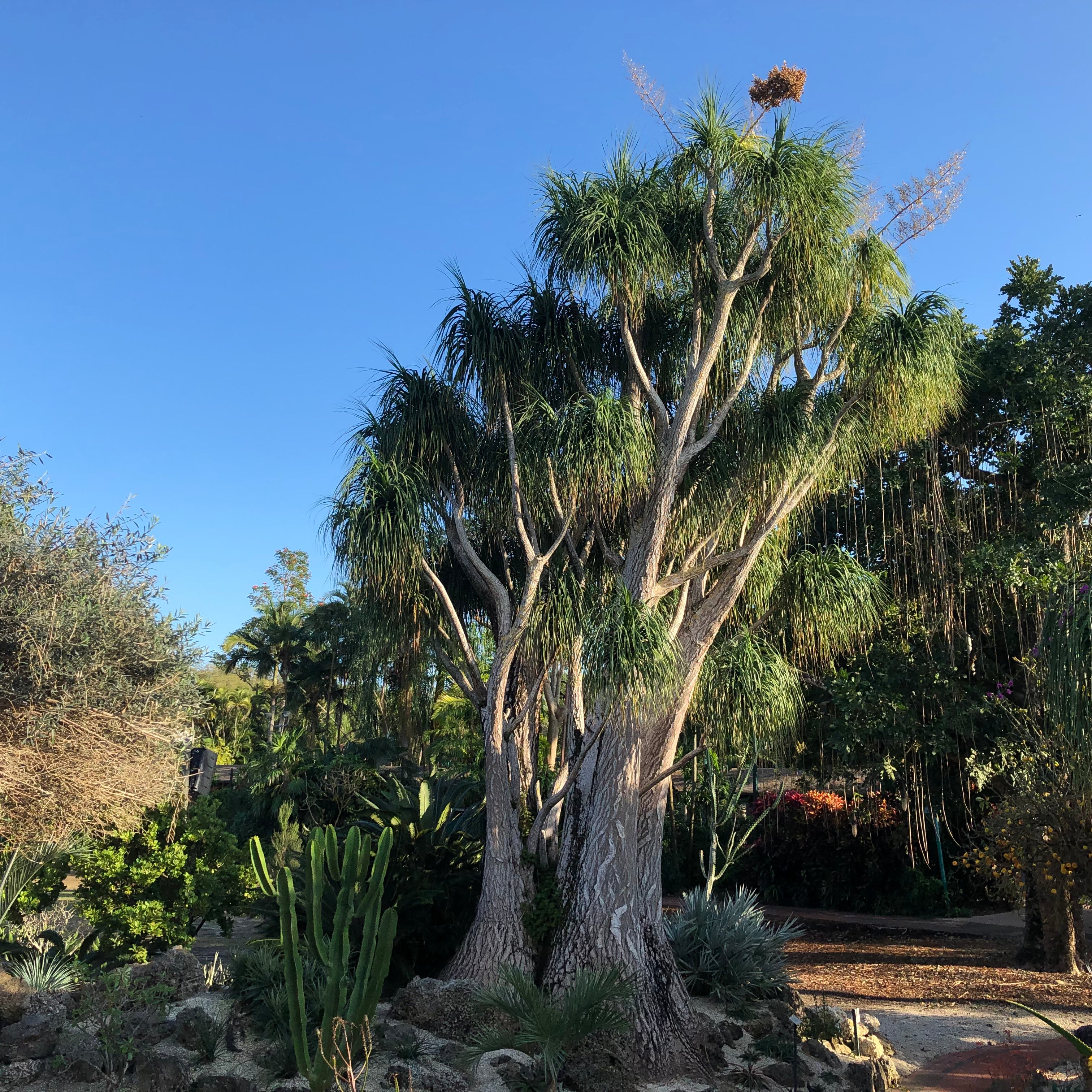 Ponytail Palm Tree Seeds – SEEDTOPIA