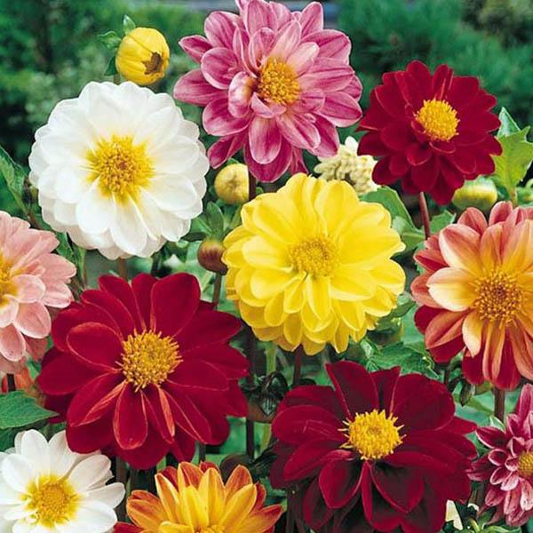 Dahlia Flower Seeds SEEDTOPIA