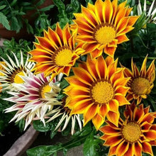 Load image into Gallery viewer, Gazania Treasure Flower Seeds