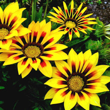 Load image into Gallery viewer, Gazania Treasure Flower Seeds