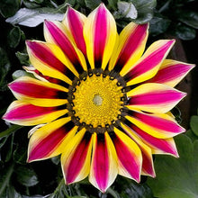 Load image into Gallery viewer, Gazania Treasure Flower Seeds
