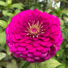 Load image into Gallery viewer, Giants of California Zinnia Flower Seeds