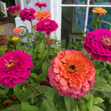 Load image into Gallery viewer, Giants of California Zinnia Flower Seeds