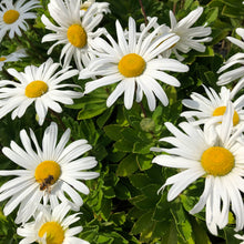 Load image into Gallery viewer, Alaska Shasta Daisy Flower Seeds