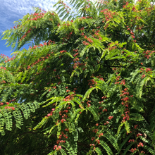 Load image into Gallery viewer, Apple Blossom Cassia Tree Seeds
