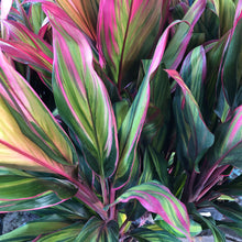 Load image into Gallery viewer, Harlequin Cordyline Ti Plant Seeds