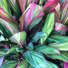 Load image into Gallery viewer, Harlequin Cordyline Ti Plant Seeds