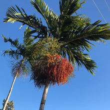 Load image into Gallery viewer, Alexander Palm Tree Seeds