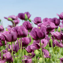 Load image into Gallery viewer, Hungarian Blue Poppy Flower Seeds