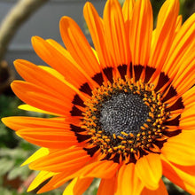 Load image into Gallery viewer, Venidium Orange Prince Sunflower Seeds