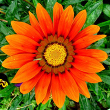 Load image into Gallery viewer, Venidium Orange Prince Sunflower Seeds