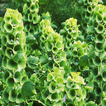 Load image into Gallery viewer, Bells of Ireland Plant Seeds
