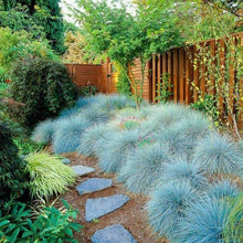 Load image into Gallery viewer, Elijah Blue Fescue Ornamental Grass Seeds