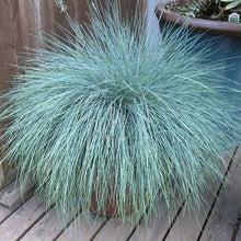 Load image into Gallery viewer, Elijah Blue Fescue Ornamental Grass Seeds