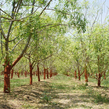 Load image into Gallery viewer, Moringa Drumstick Tree Seeds