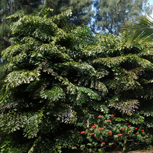 Load image into Gallery viewer, Fishtail Palm Tree Seeds