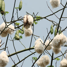 Load image into Gallery viewer, White Kapok Silk Cotton Tree Seeds