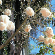 Load image into Gallery viewer, White Kapok Silk Cotton Tree Seeds