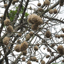Load image into Gallery viewer, White Kapok Silk Cotton Tree Seeds