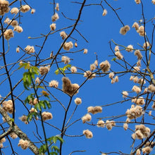 Load image into Gallery viewer, White Kapok Silk Cotton Tree Seeds