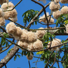 Load image into Gallery viewer, White Kapok Silk Cotton Tree Seeds