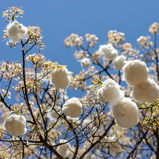 cotton flower seeds White Kapok Silk Cotton Tree Seeds – SEEDTOPIA