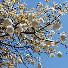 Load image into Gallery viewer, White Kapok Silk Cotton Tree Seeds