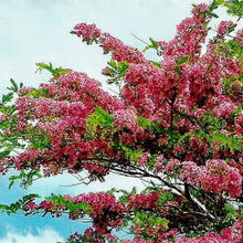 Load image into Gallery viewer, Apple Blossom Cassia Tree Seeds