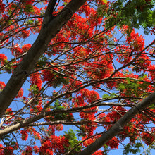 Load image into Gallery viewer, Royal Poinciana Tree Seeds