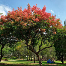 Load image into Gallery viewer, Apple Blossom Cassia Tree Seeds
