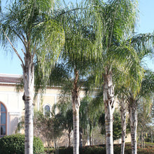 Load image into Gallery viewer, Queen Palm Tree Seeds