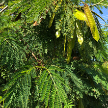 Load image into Gallery viewer, River Tamarind Tree Seeds