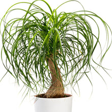 Load image into Gallery viewer, Ponytail Palm Tree Seeds