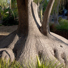 Load image into Gallery viewer, Ponytail Palm Tree Seeds