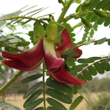 Load image into Gallery viewer, Hummingbird Tree Seeds