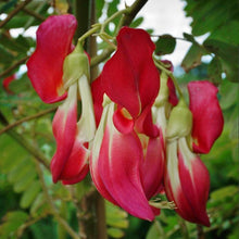 Load image into Gallery viewer, Hummingbird Tree Seeds