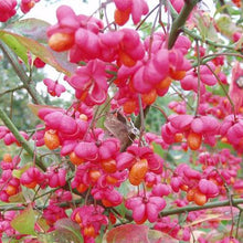 Load image into Gallery viewer, Spindle Tree Seeds