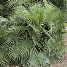 Load image into Gallery viewer, European Fan Palm Tree Seeds